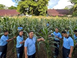 Lanud Pattimura Optimalkan Lahan untuk Kemandirian Pangan