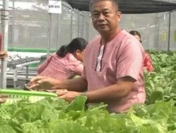 Hidroponik Unpatti Jadi Peluang Usaha Sekaligus Sarana Pembelajaran Mahasiswa